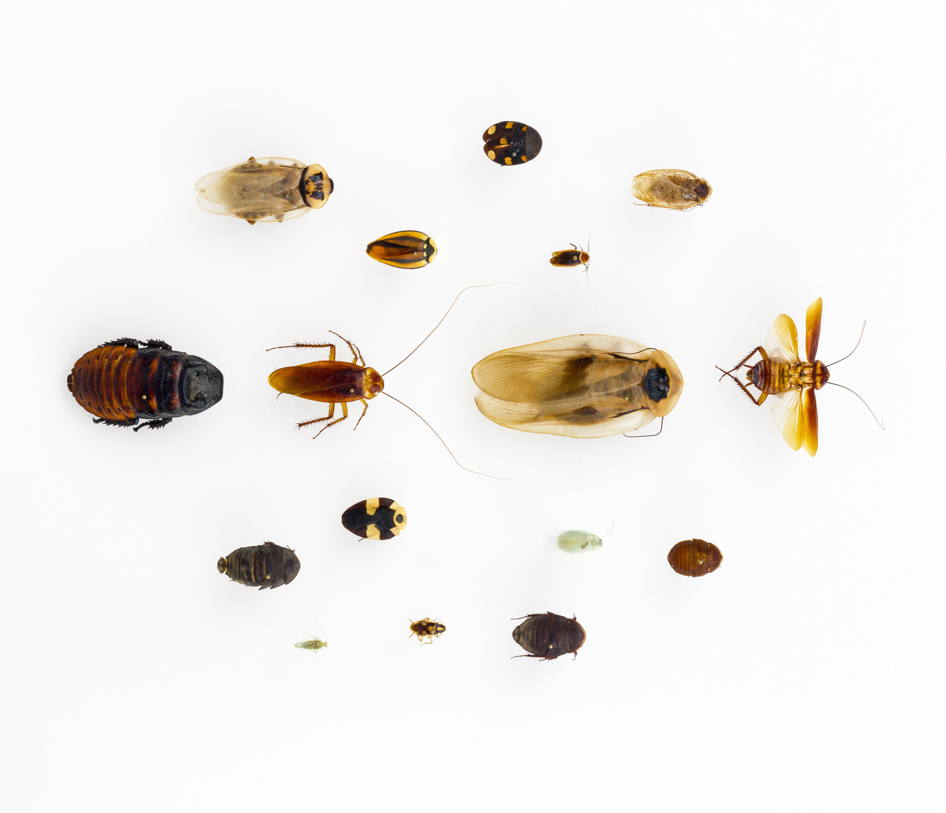 an assortment of cockroach specimens in a range of sizes and colors.