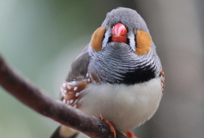 an image of a zebra finch