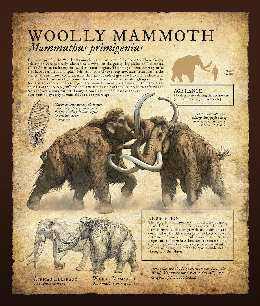 A digital illustration of woolly mammoths engaged in a fight accompanied by text describing the now-extinct animal. A smaller illustration within the poster design compares a modern African elephant to the woolly mammoth.