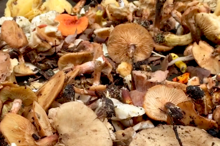 Foraging with New York City's mushroom hunters Scienceline