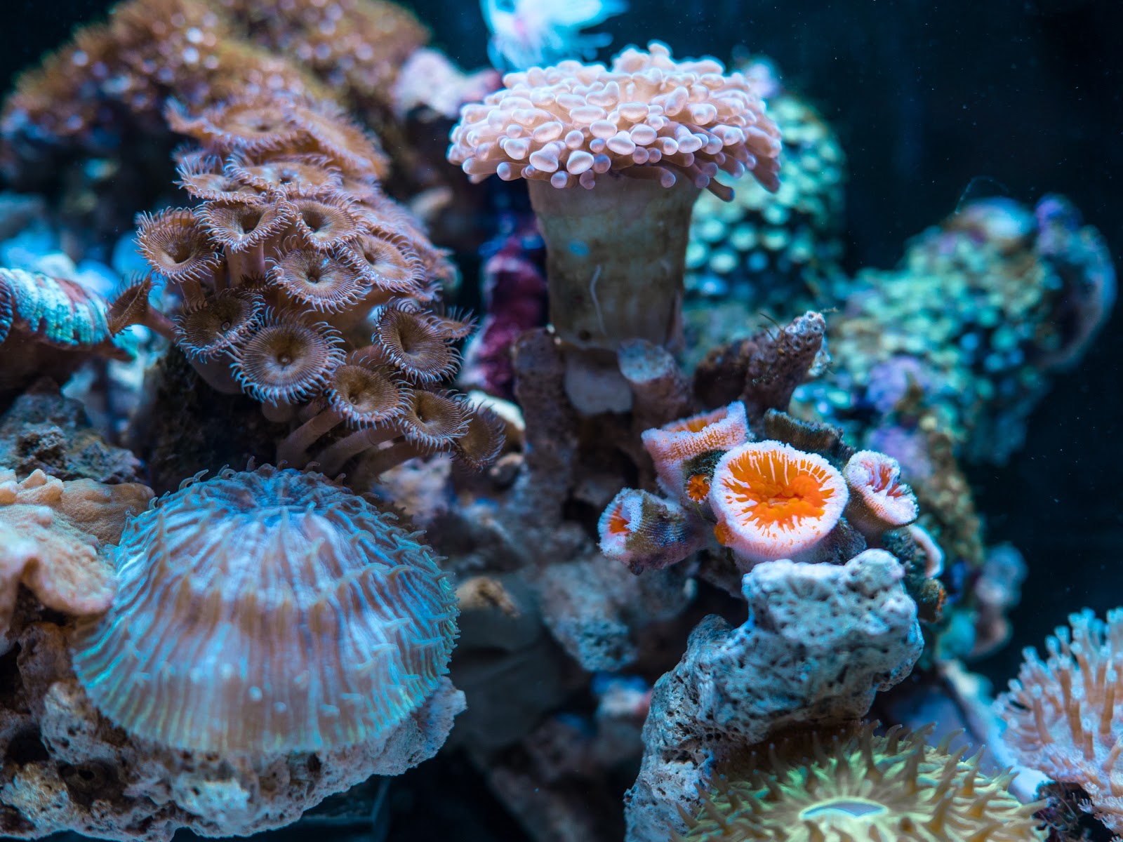 This is an image of different species of coral captured by Jimmy Chang