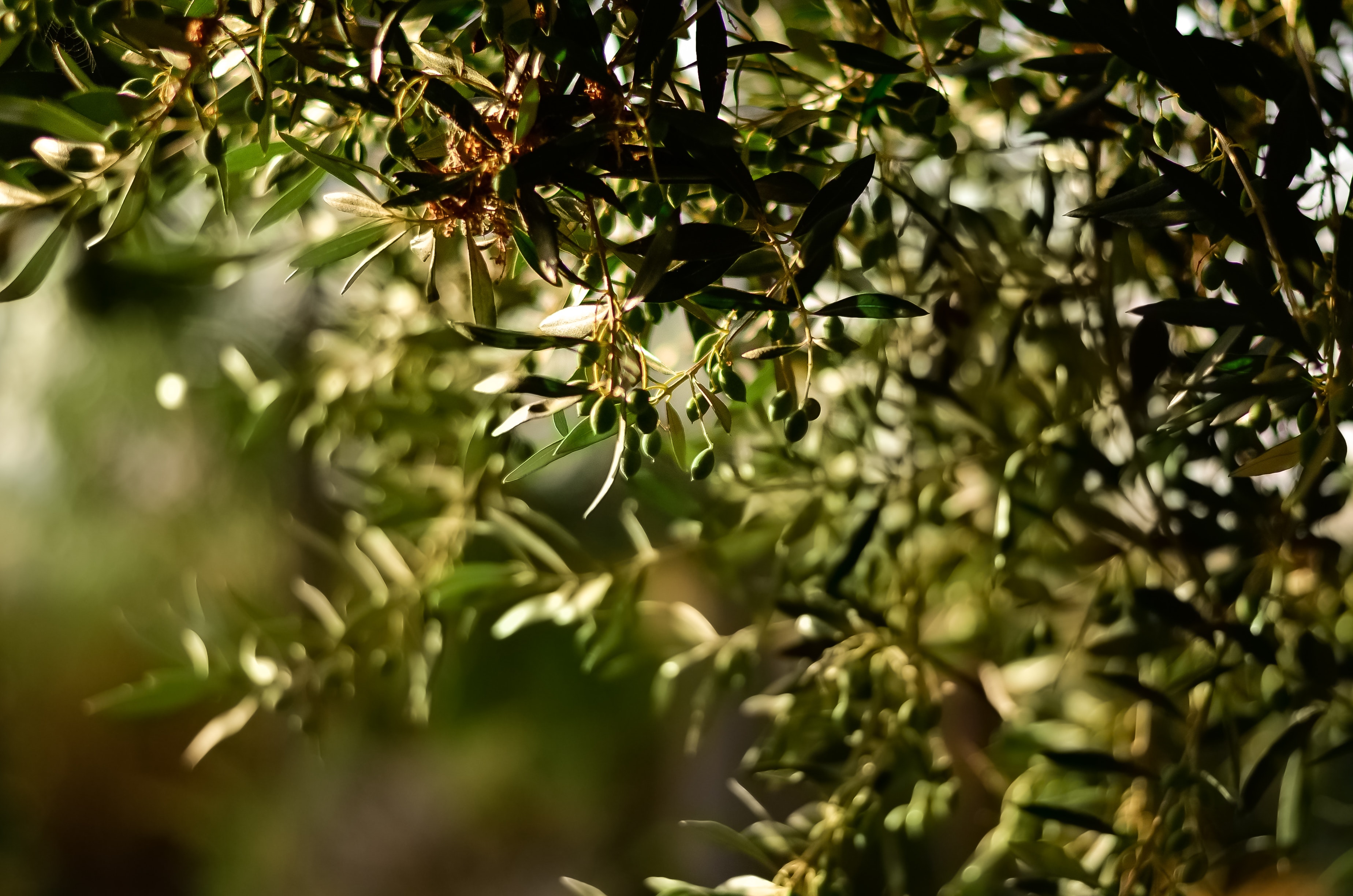 A new pest threatens the olive harvest of Palestine