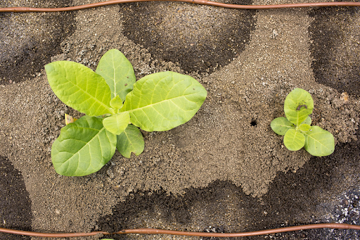 A larger green, leafy plant next to a smaller plant in soil.