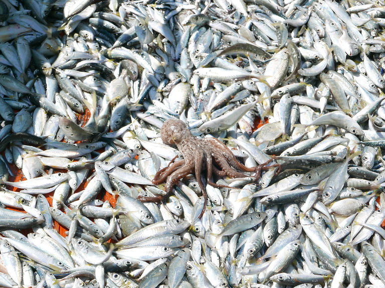 A pile of grey and white fish lie on the deck of a boat. An octopus is right in the center of the image, on top of all the fish.