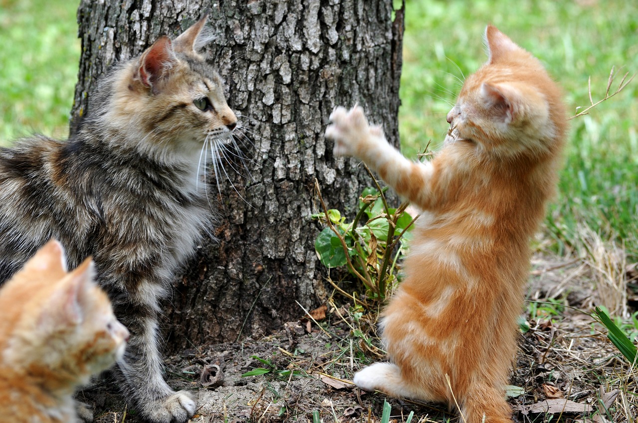 Cats playing outside