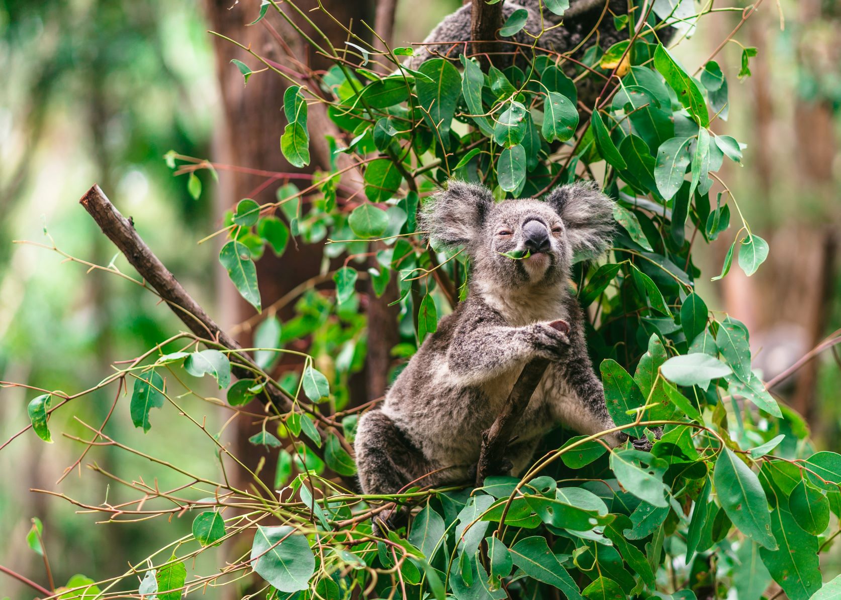 A koala sits in a tree eating leaves