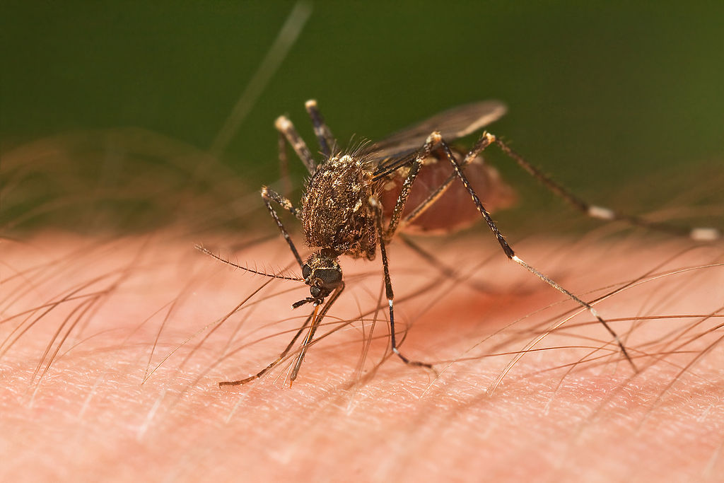 Female Ochlerotatus notoscriptus mosquito feeding on a human arm.