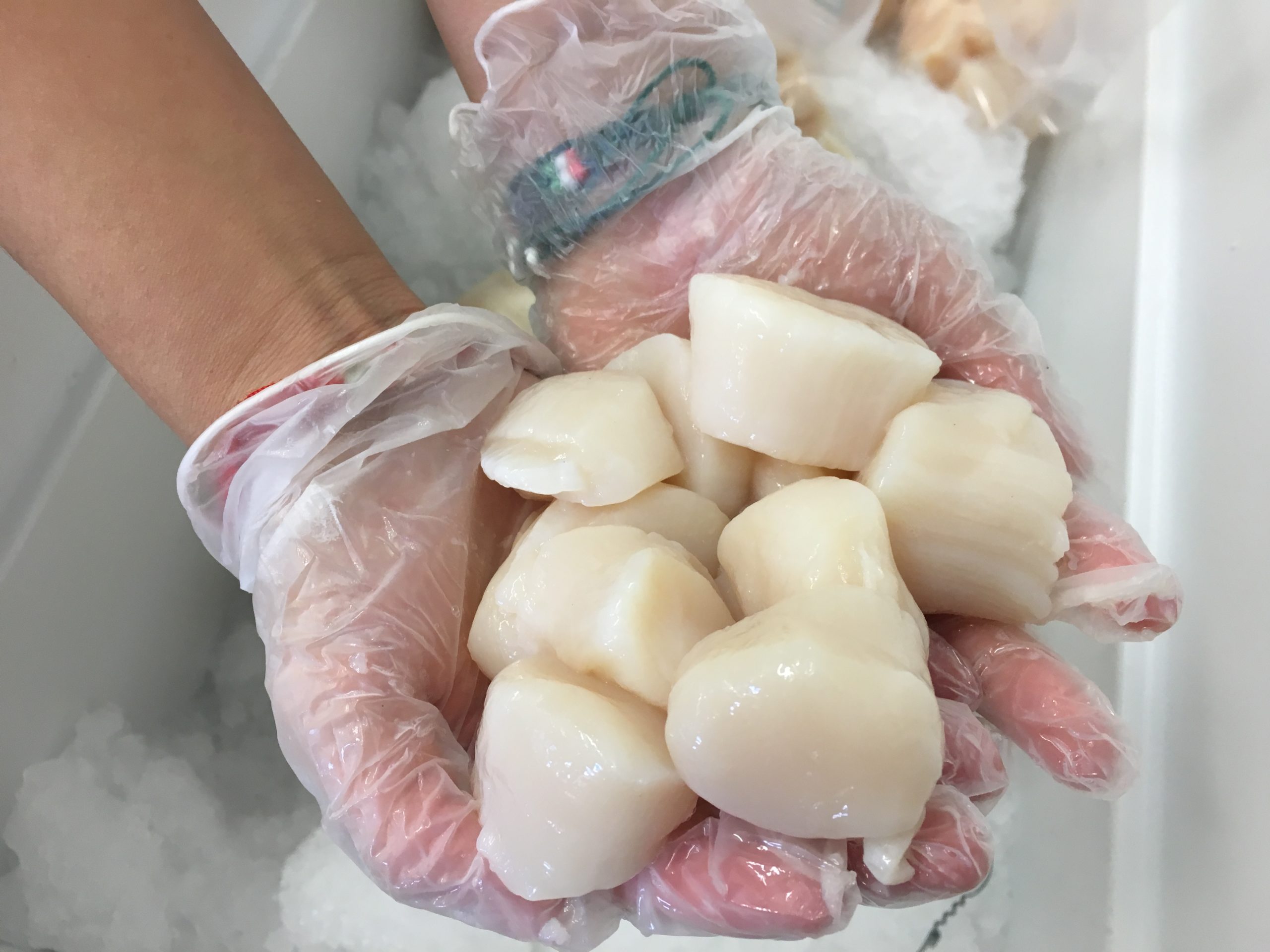 Two hands in clear plastic gloves hold fresh scallops