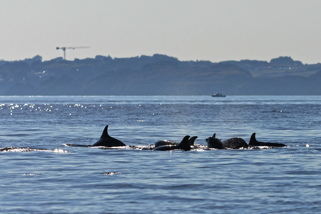 An image of some bottlenose dolphins with some artificial construction in the background