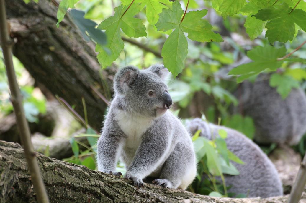 a koala stands on a tree and looks left