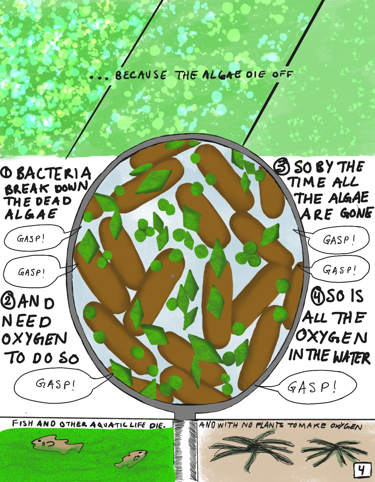 When the algae use up all the nitrogen and phosphorus, they essentially don't have the building blocks to their food anymore so they begin to die off. Bacteria then decompose the algae in the water, but bacteria use up a lot of oxygen to do so. They end up consuming all the oxygen in the water system, killing off fish and other life in the water. 