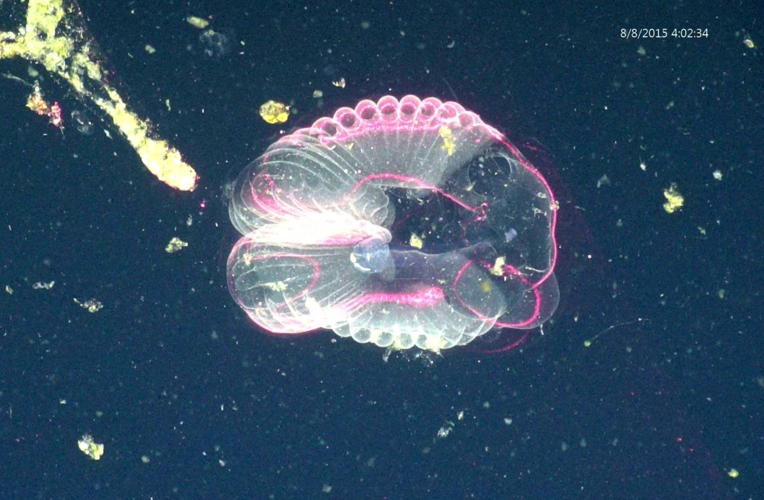 A deep sea larvacean illuminated by laser light