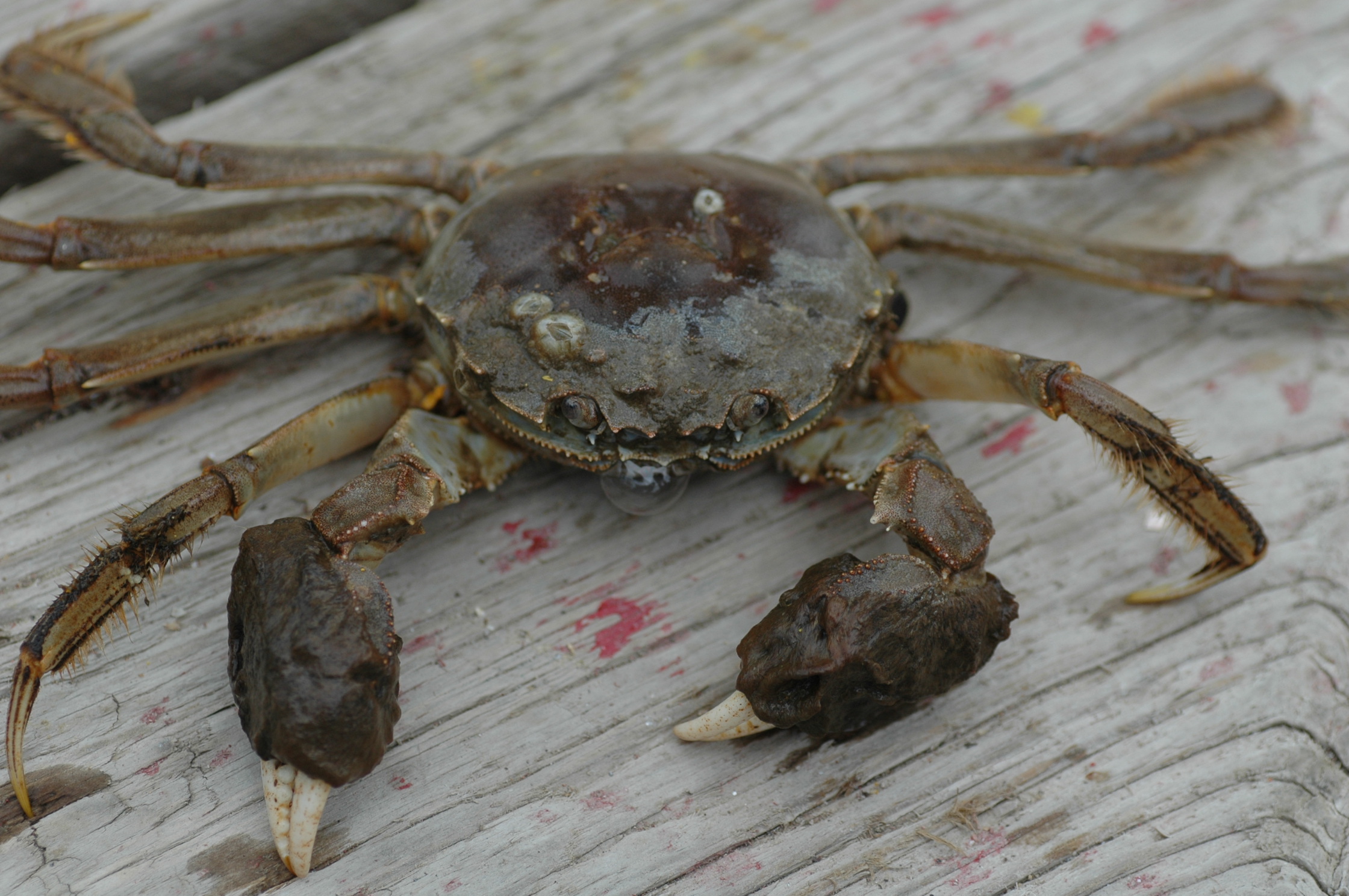 Mitten Crab Image