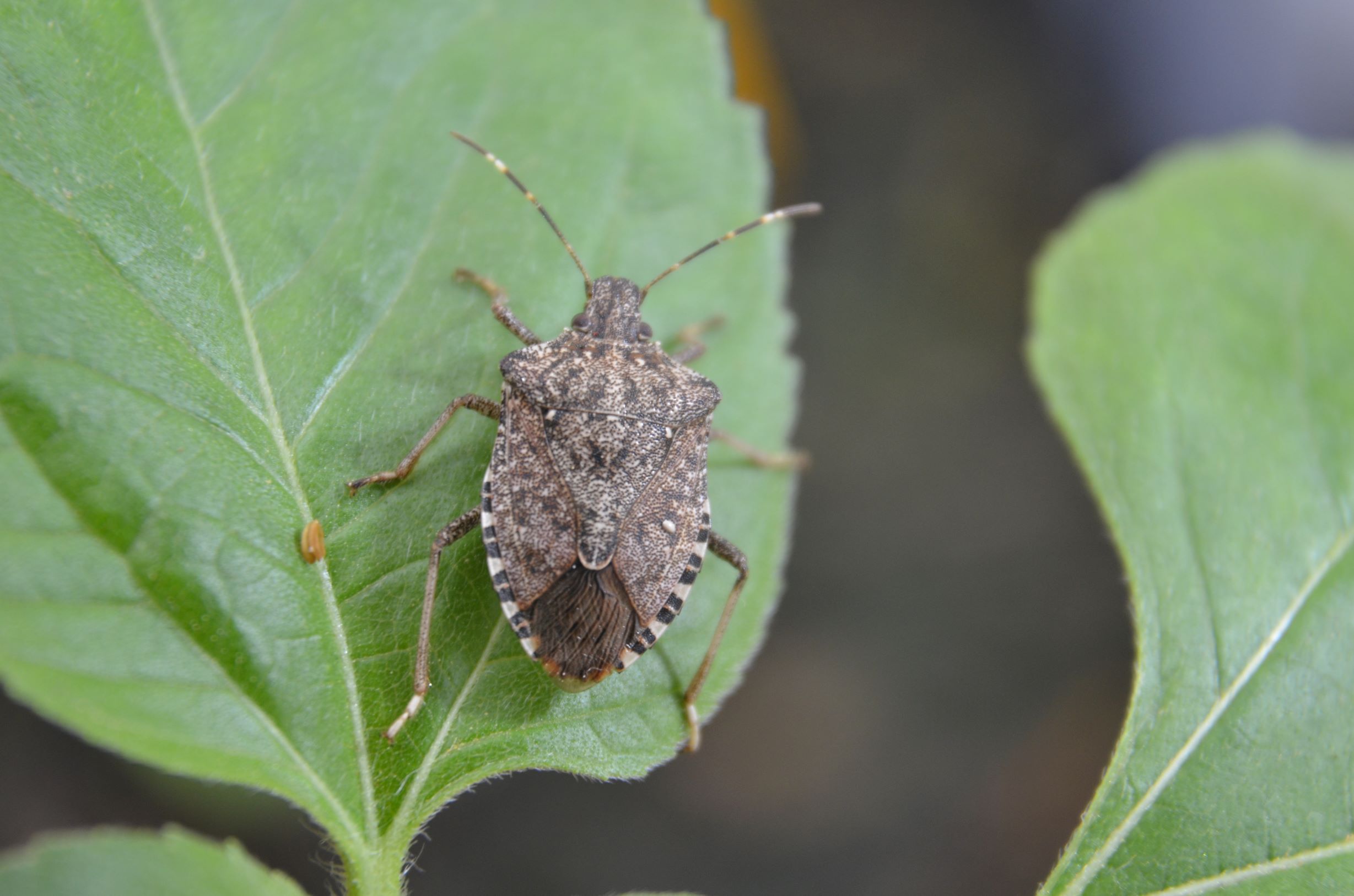 The invasive brown marmorated stink bug rests on a leaf.