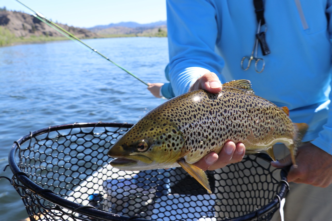 This image shows a freshwater fish. Freshwater fish are one of the most endangered groups of animals on Earth.