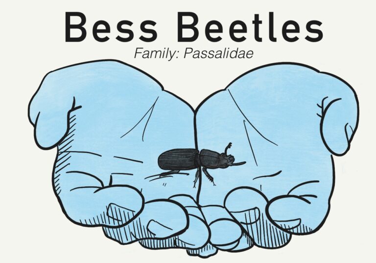 The Blug: Bess Beetles - Scienceline