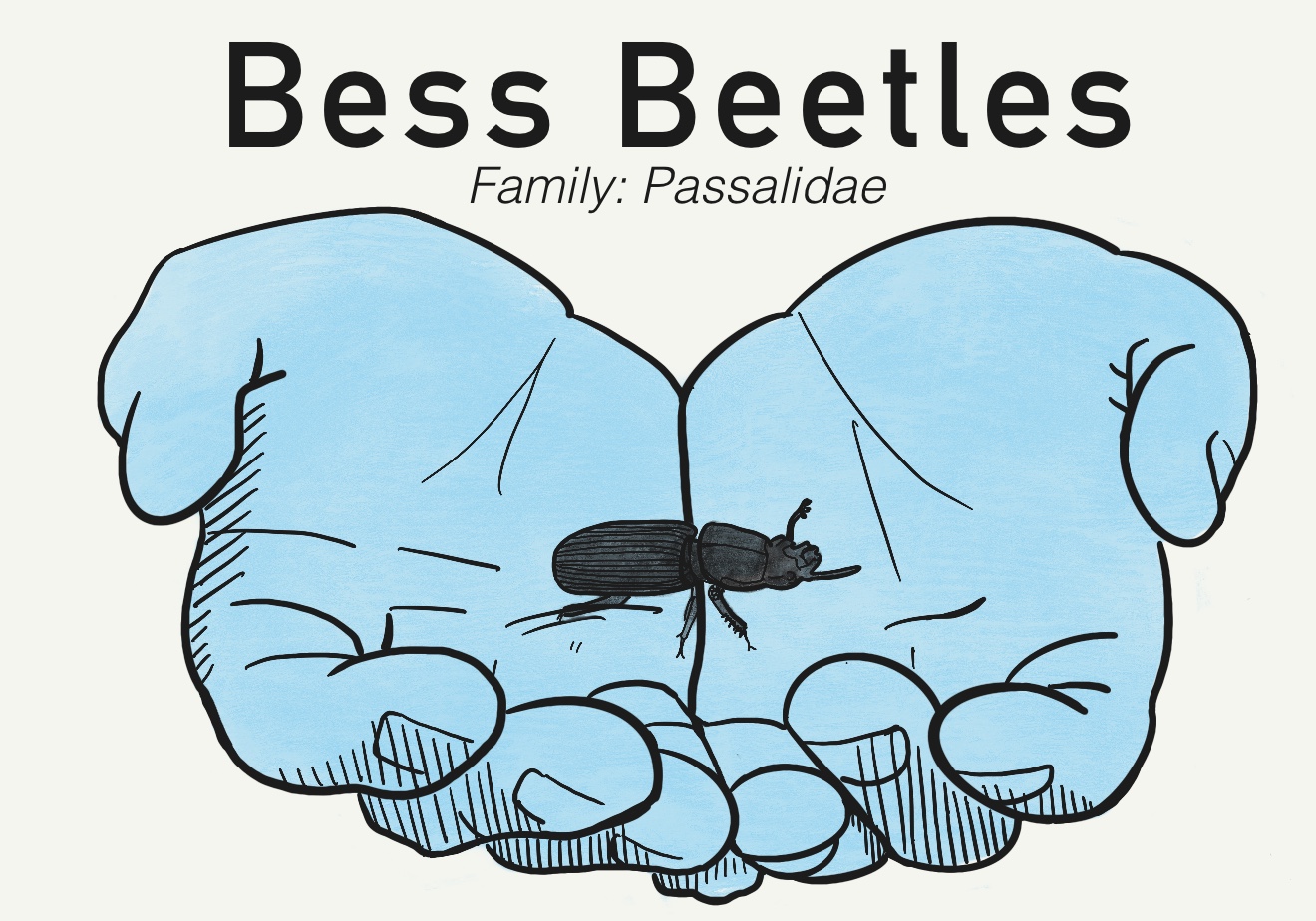 10 Fascinating Facts about Bess Beetles, beetles