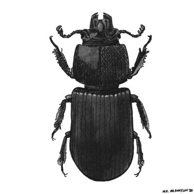 Black Bess Beetle