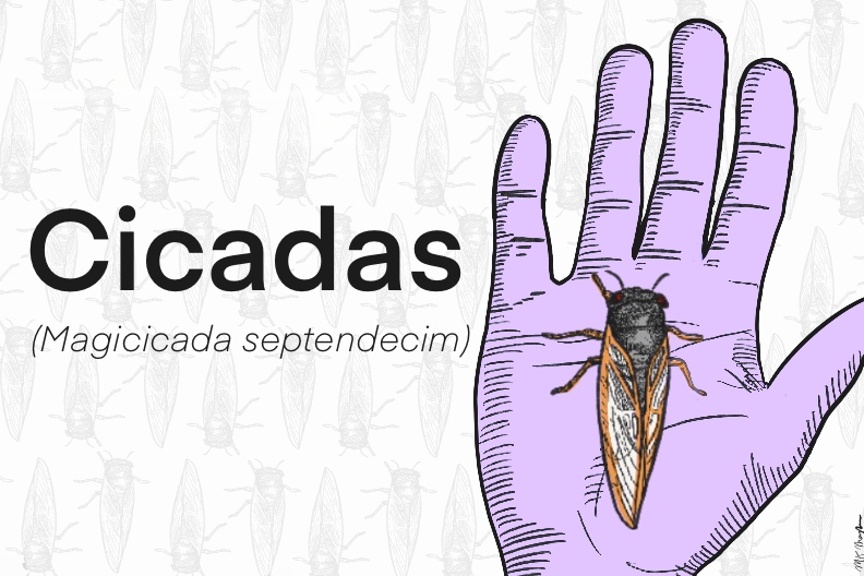 A cartoon of a purple hand holding a cicada