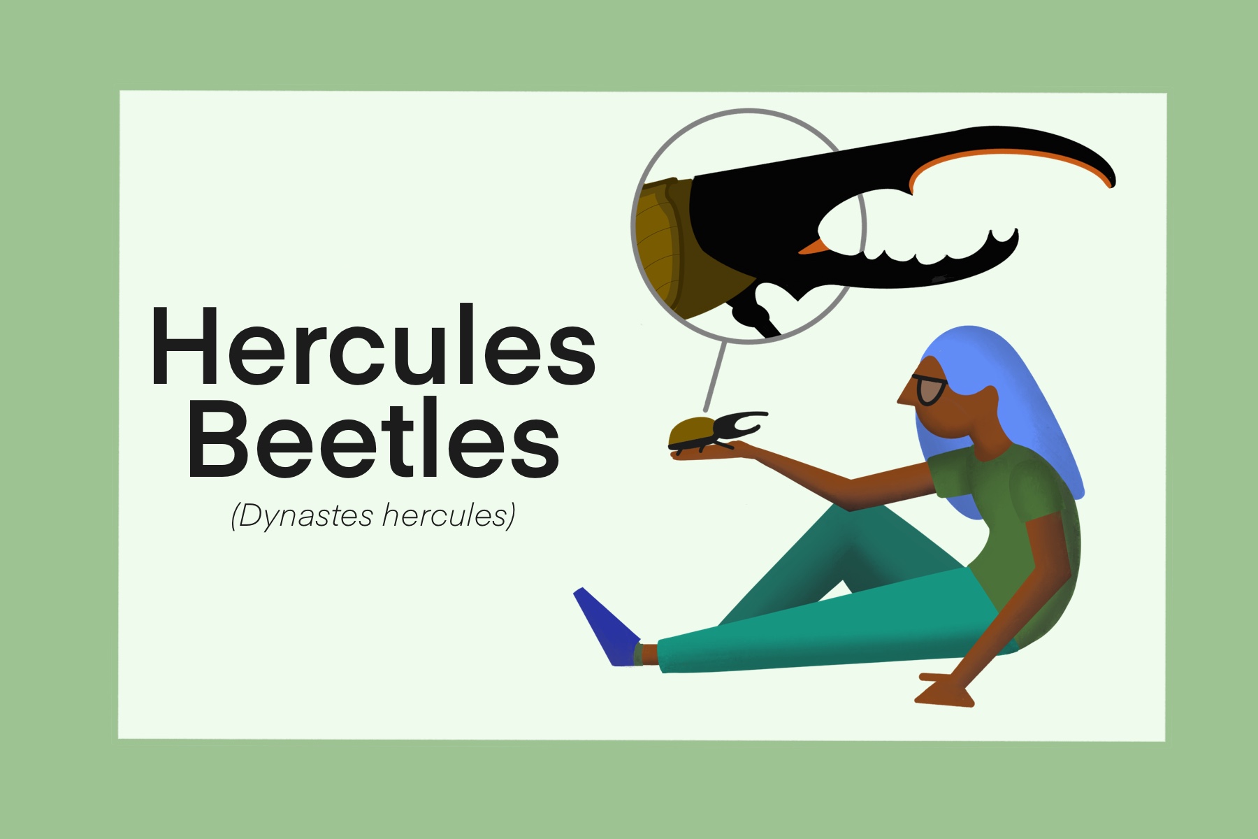 live hercules beetle for sale