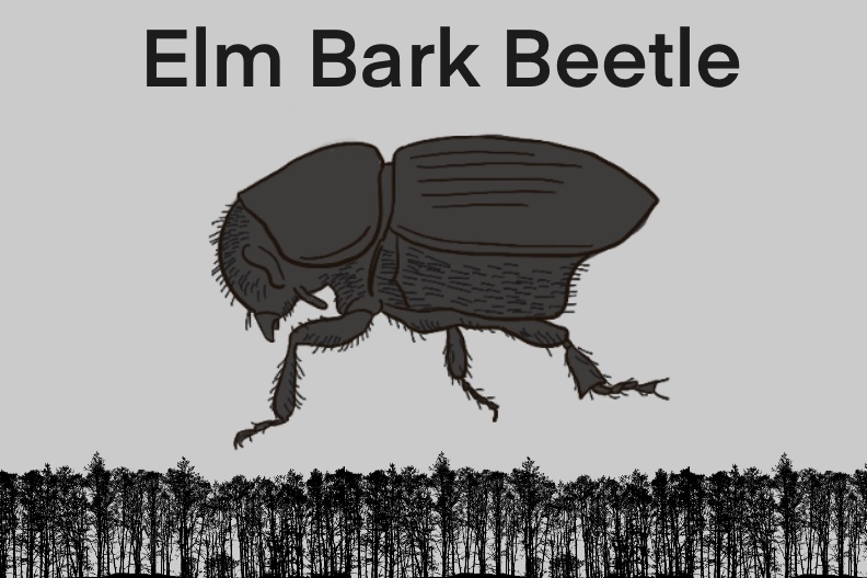 Black and white drawing of a bark beetle enlarged and placed above a black silhouette of a forest