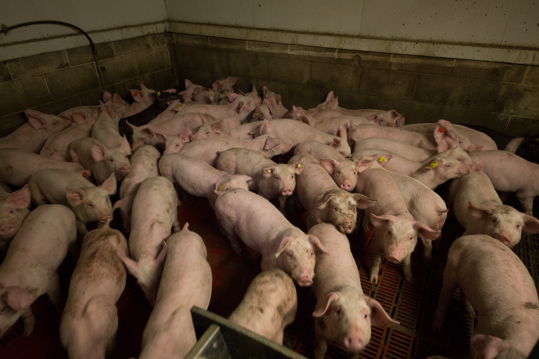 Pigs packed in an animal farm.