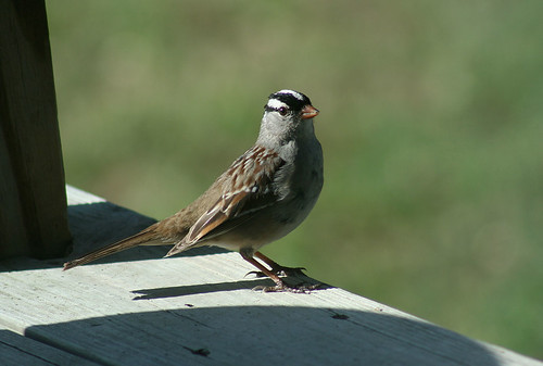 A sparrow sat upon a deck