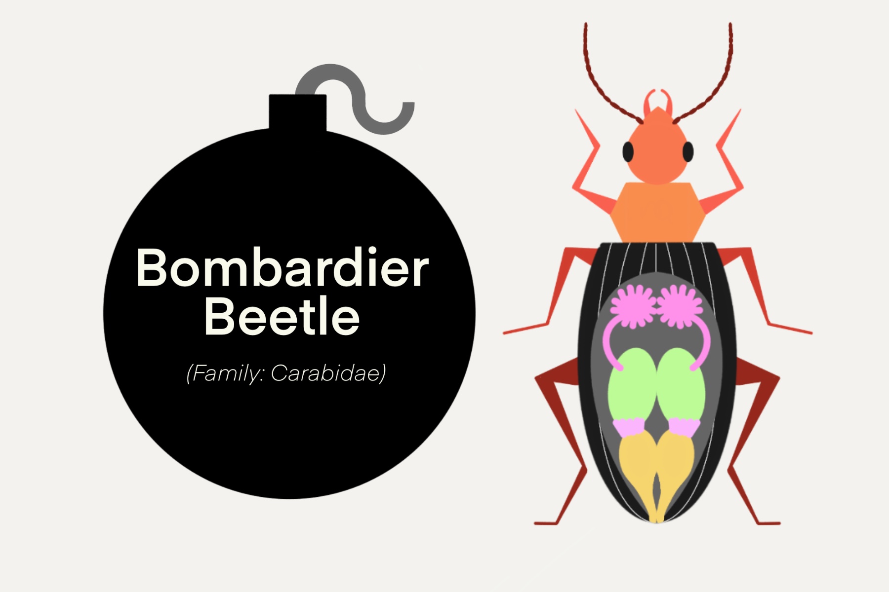 Bombardier beetle (family: carabidae) overlayed on a graphic design bomb next to a graphic design beetle.