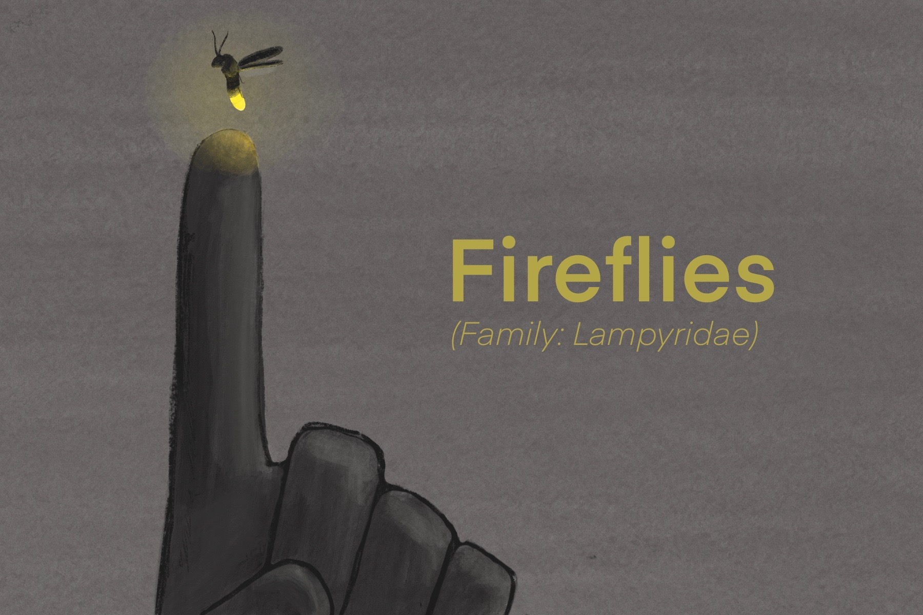 Graphic of someone pointing to a firefly. Text overlayed with Fireflies (family: lampyridae) over the graphic