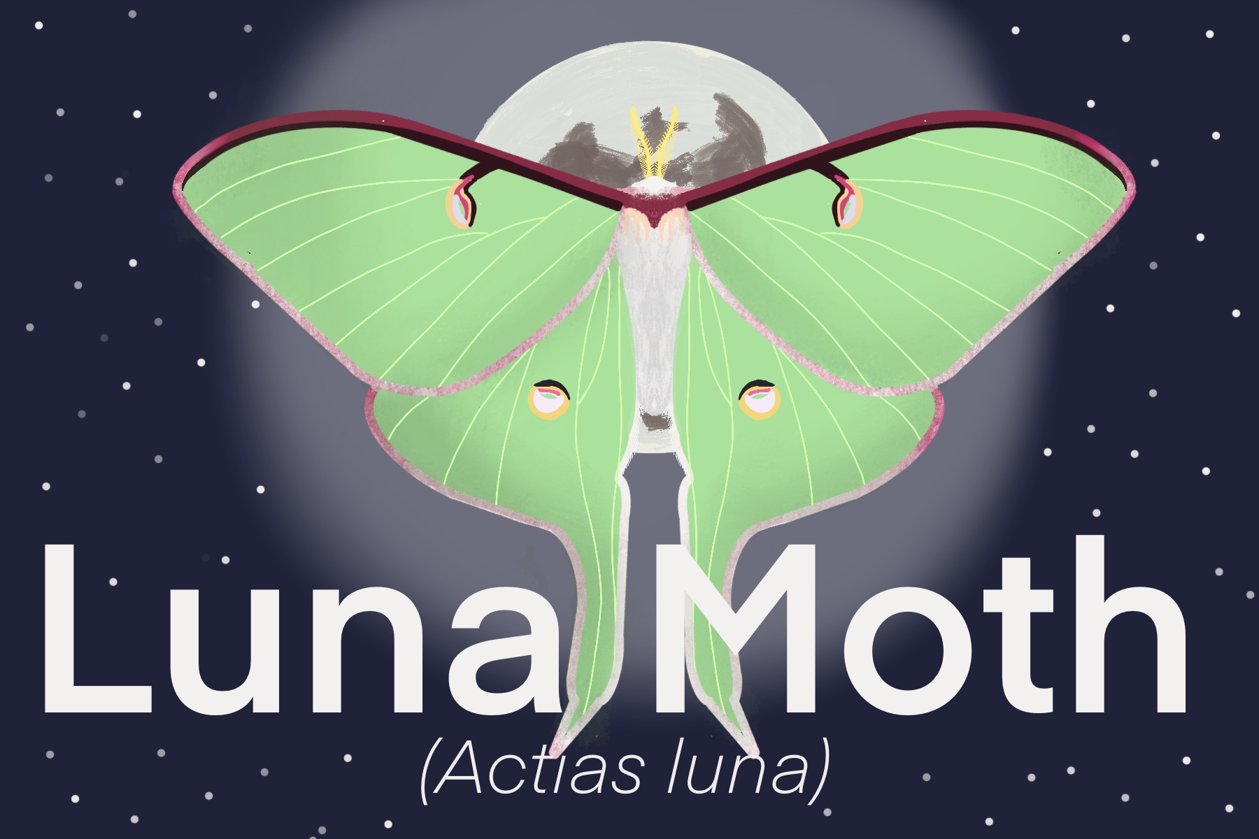 Luna Moths (Actias luna) only live for a week. 