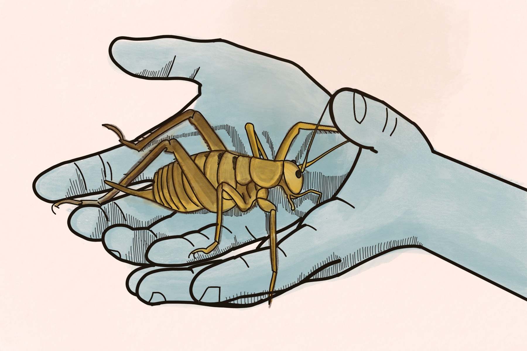 Graphic of someone holding a weta