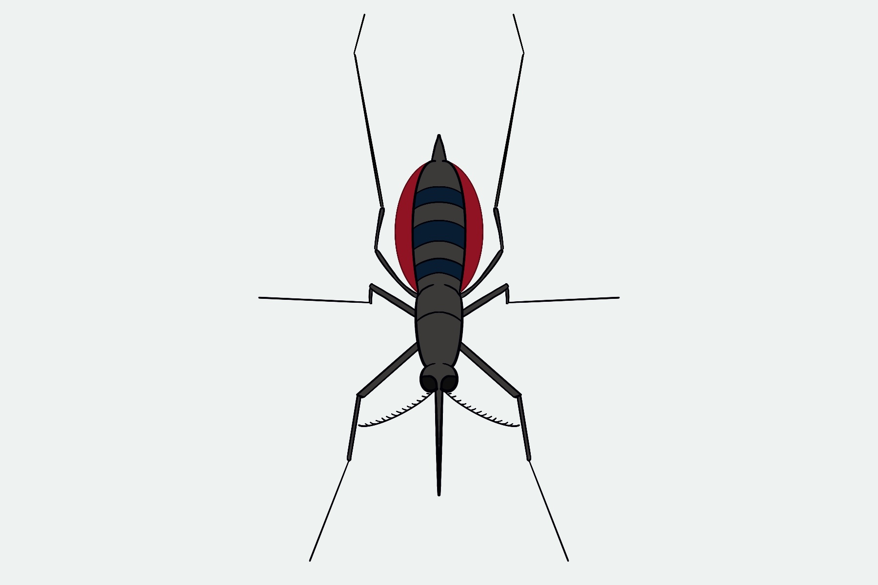 Graphic of a mosquito engorged with blood