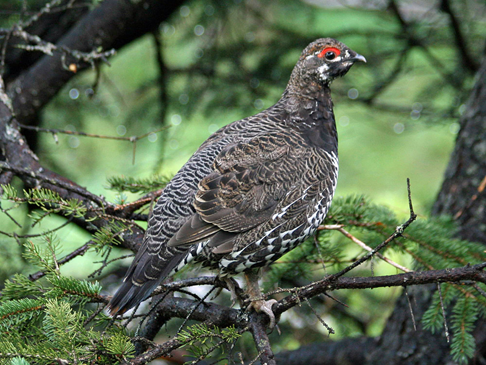 Image of a spruce grouse - a turkey-sized bird with brown and grey feathers and a rim of red around its eyes - in a tree.