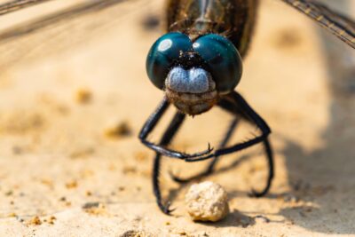 Close-up of a dragonfly's head. 