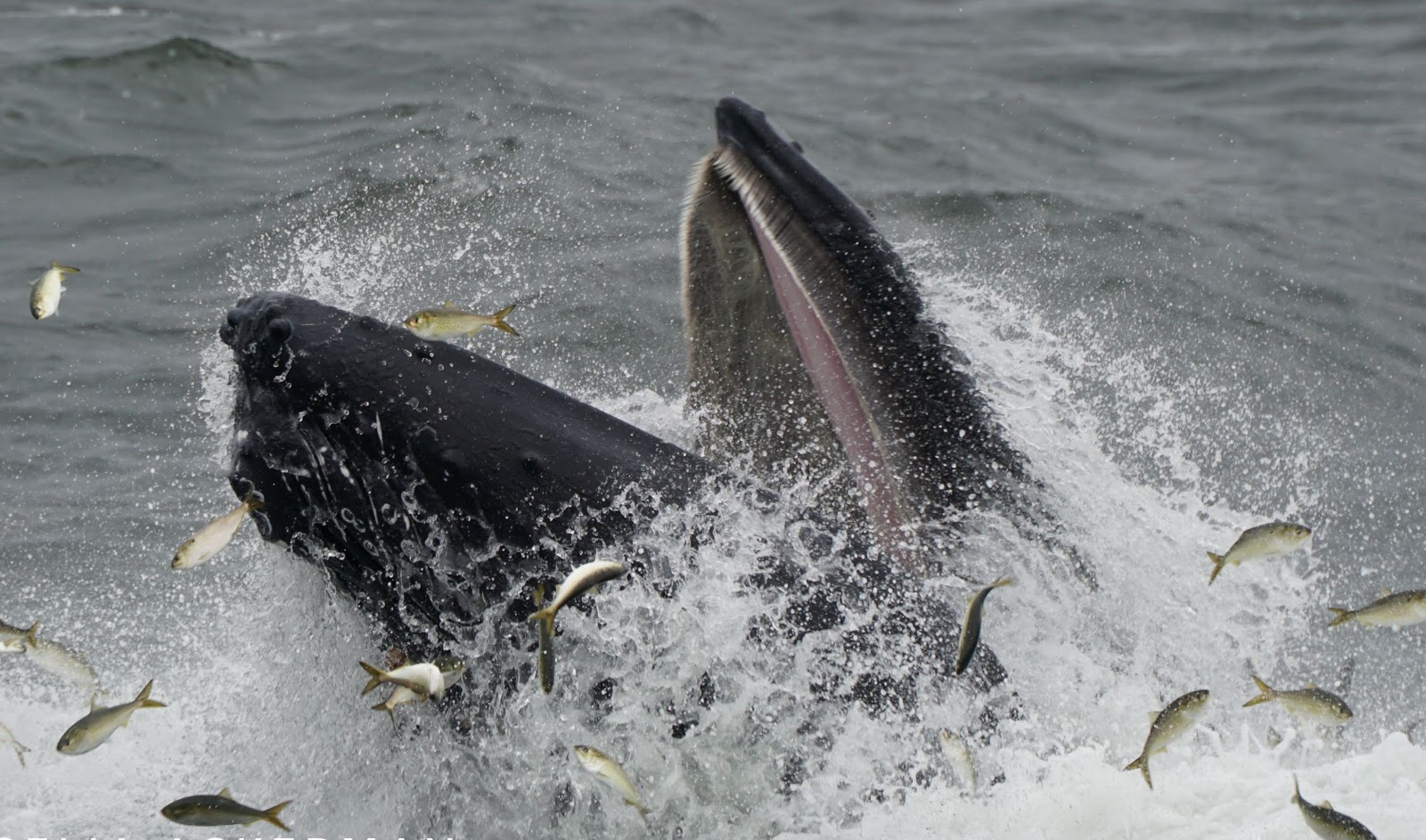 Whales and dolphins spotted off coasts of New York and Massachusetts