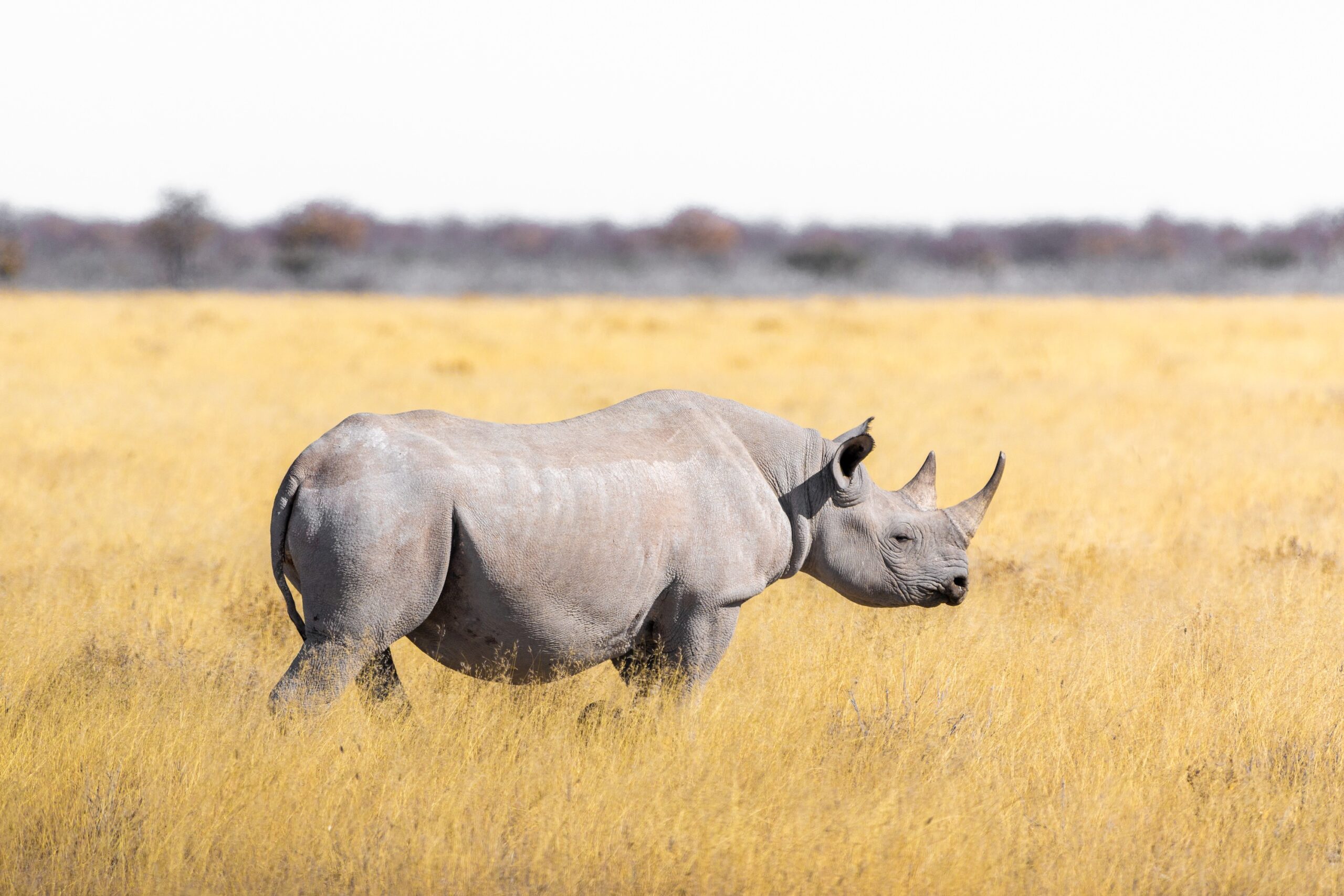 A white rhino walking across savanna grassland