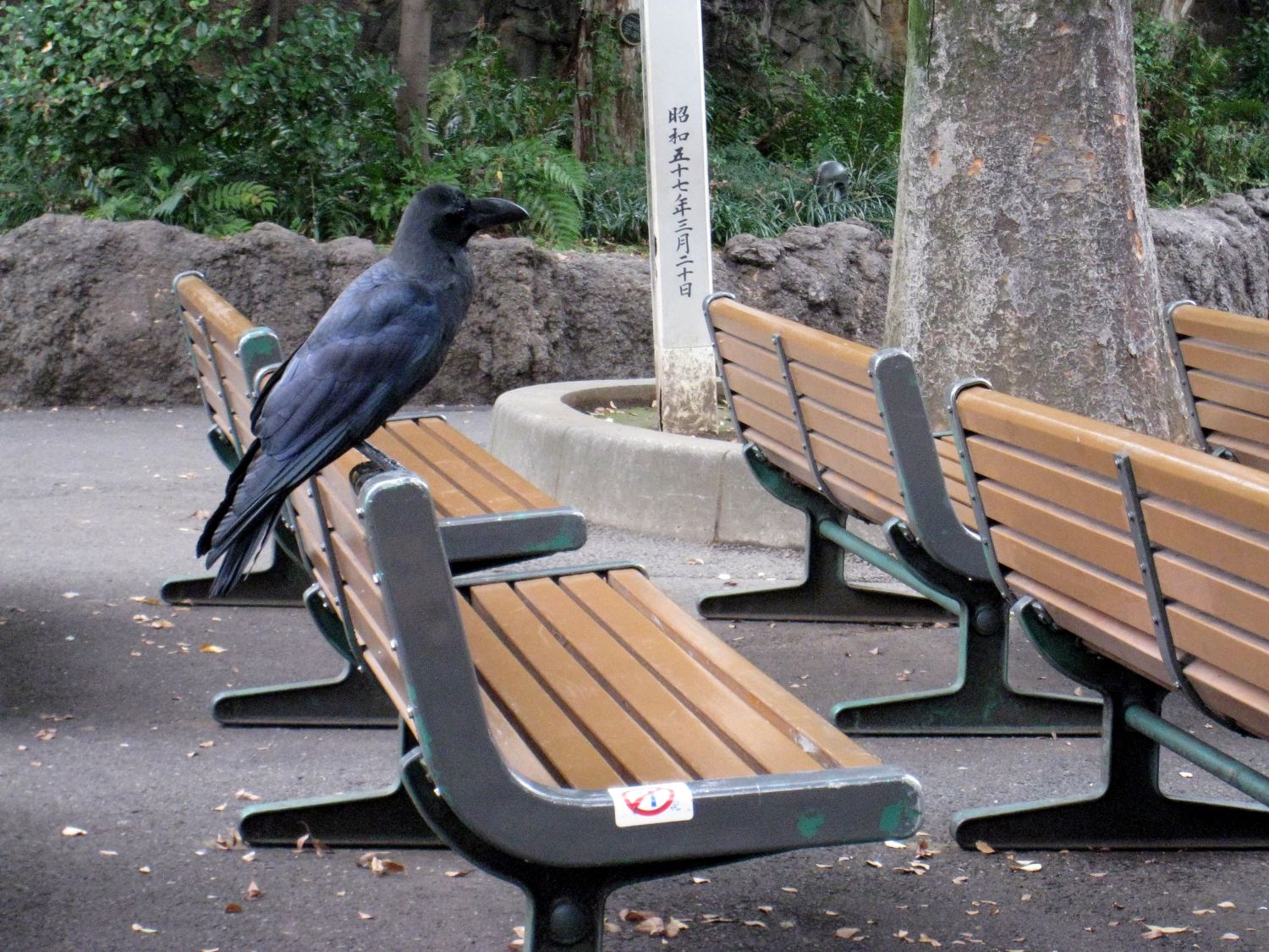 A large black bird, called a large-billed crow, perches on the back of an empty public park bench. Other benches and greenery are visible in the background. Japanese characters are visible on a post in the backgorund.