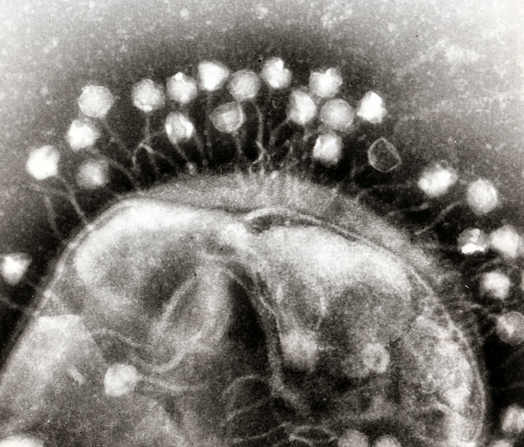 Bacteriophages cling to the outside of a bacterial cell
