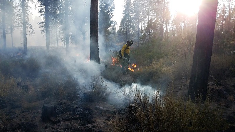 A firefighter lights a controlled burn in a forest. Low flames burn grass and scrub behind him, smoke rises around him.