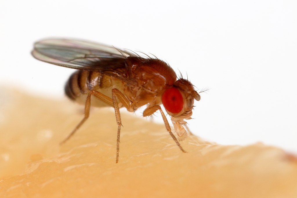 A fruit fly with large red eyes sits atop a beige substance against a white background.