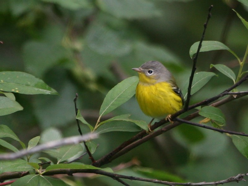 Small yellow and grey bird sits on branch, one of many birds that can be seen by people birding in New York City