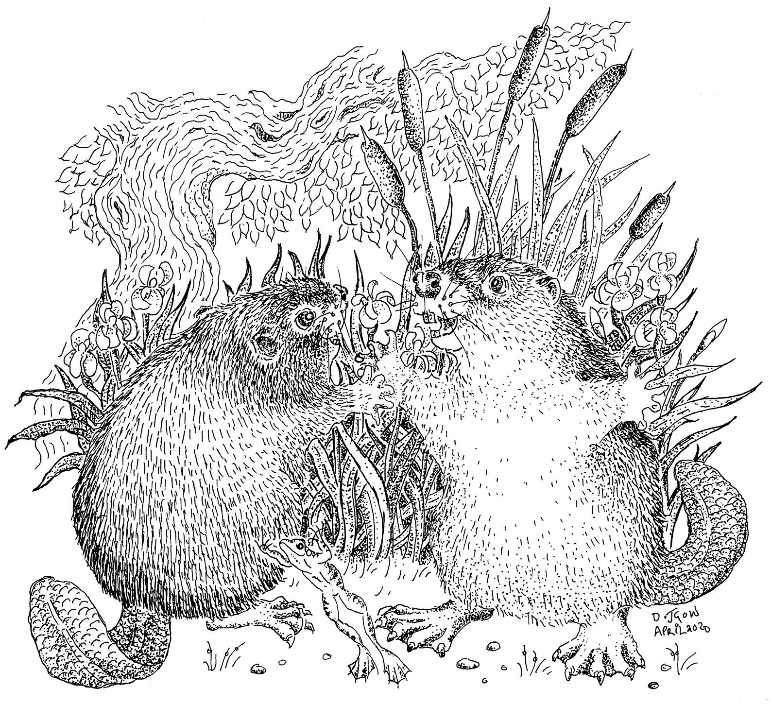 Drawing of beaver kits