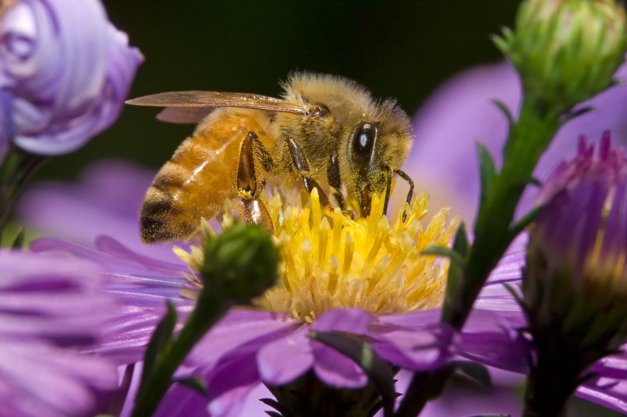 Honeybee perches on purple and yellow flower gathering nectar