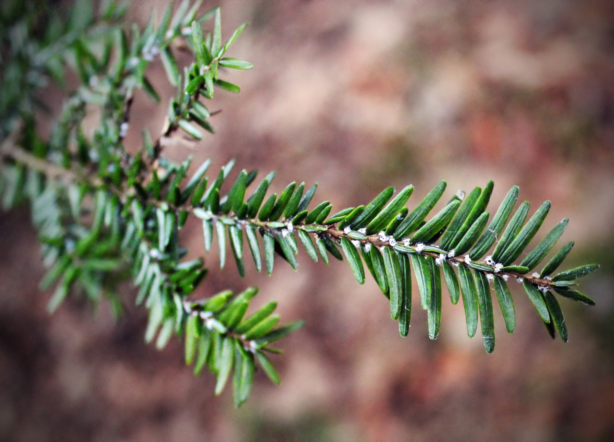 A tree infested with the tell-tale white, fluffy egg sacs of the hemlock woolly adelgid, an invasive species spreading through the Northeast U.S that can kill ecologically important hemlock trees. Credit: Nicholas A. Tonelli | CC BY 2.0