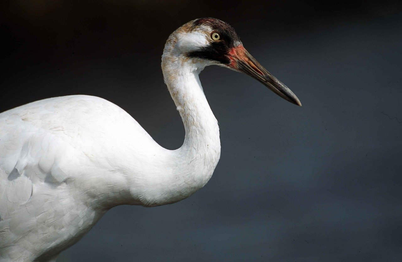 Whooping crane, Grus americana, endangered species native to North America [Credit: Ryan Hagerty | CC 0]