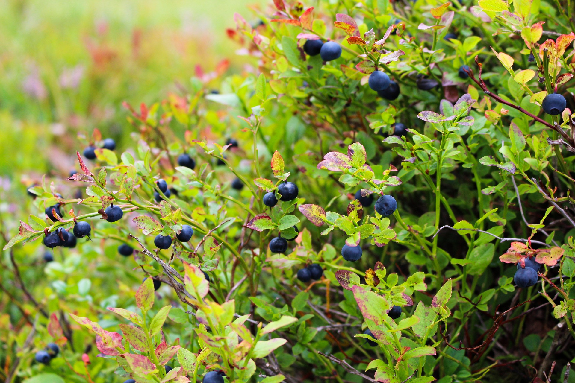 A heather blueberry plant takes up the whole frame. Small, dark blue berries dot a shrub with rounded leaves. Most leaves are bright green, some are orange and red.