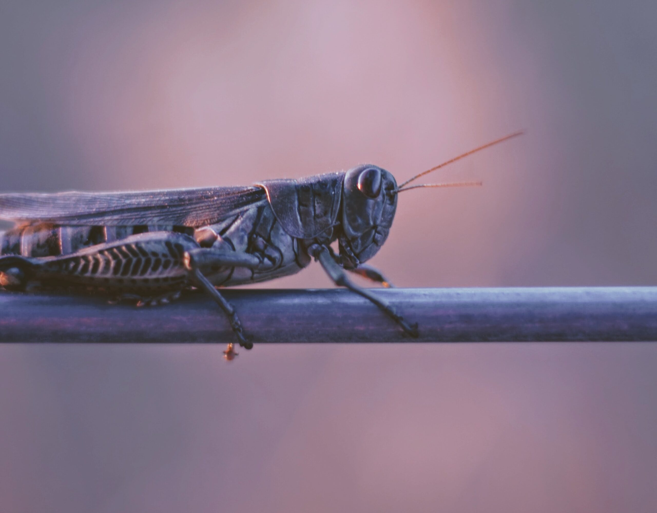 image of a grasshopper on a stick