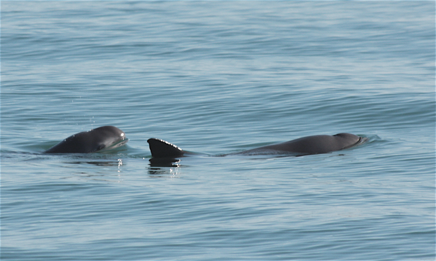 Two vaquitas pictured in the water. The right one has their back and rear fin visible, and the left one's face is visible.