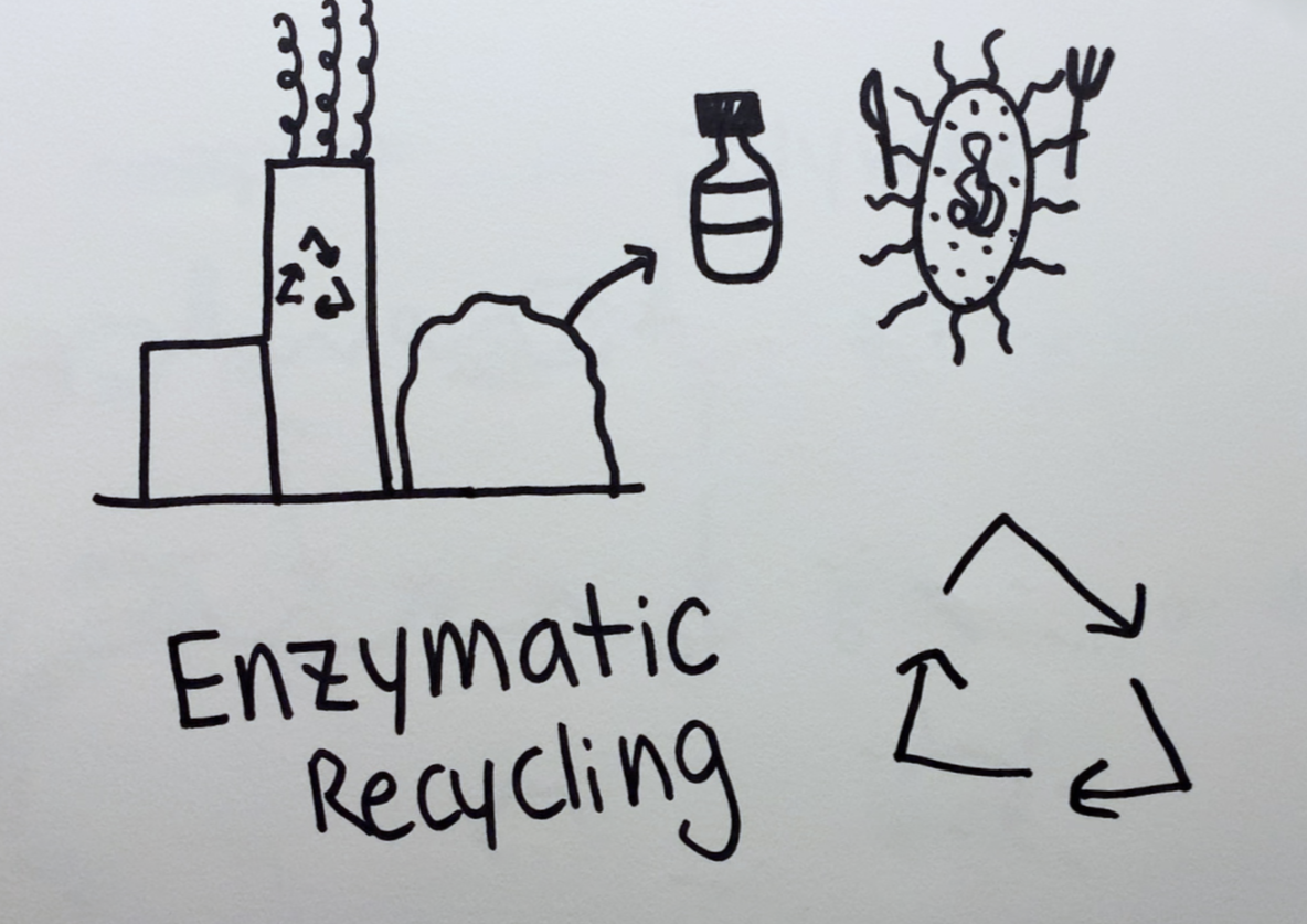 Digestive enzyme recycling