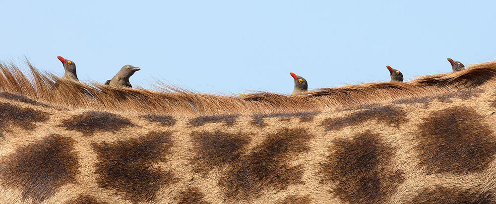 Oxpecker birds peeking over a giraffe's neck